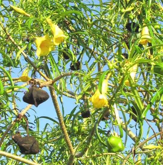 Hoa và quả Cây Thông Thiên - Thevetia neriifolia - Nguyên liệu làm thuốc Chữa bệnh Tim
