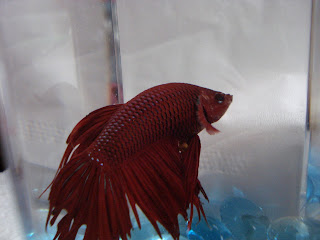 betta splenden