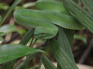 Ular bangkai laut, gambar viper hijau