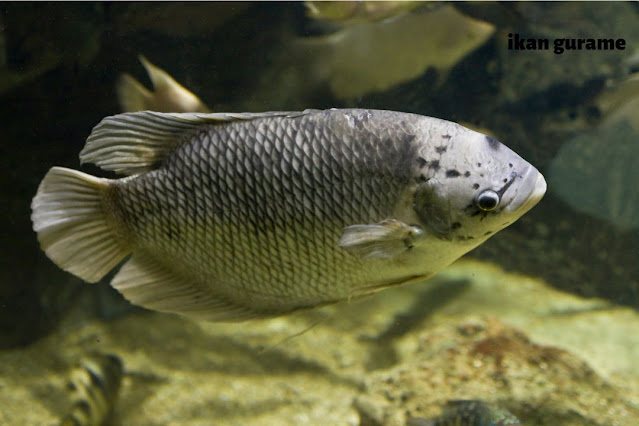 Ikan Gurame ikan Air tawar populer