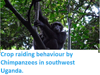 http://sciencythoughts.blogspot.co.uk/2014/11/crop-raiding-behaviour-by-chimpanzees.html