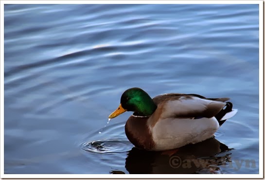 Mallard