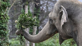 Un éléphant tenant une branche de sapin