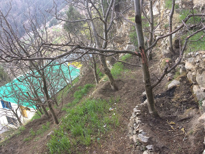 Himachal Orchard for sale