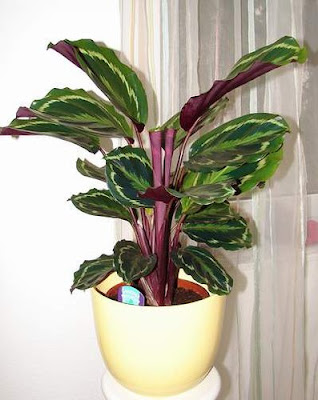 Calathea medallion