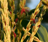 Closeup photo of blossoms on Ruby Queen corn tassels