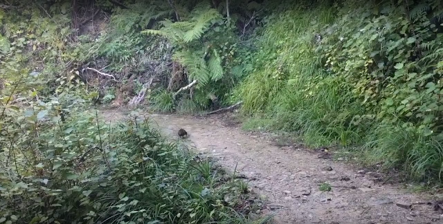 Queen charlotte track