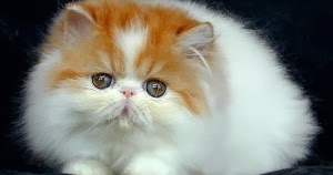Cara Merawat Anak Kucing Persia Yang Baru Lahir | Hewan Ternak