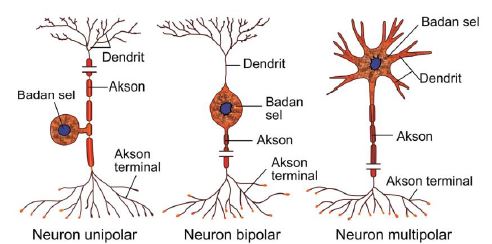Gambar 10. Macam-macam neuron berdasarkan  percabangan pada badan selnya www.edubio.info