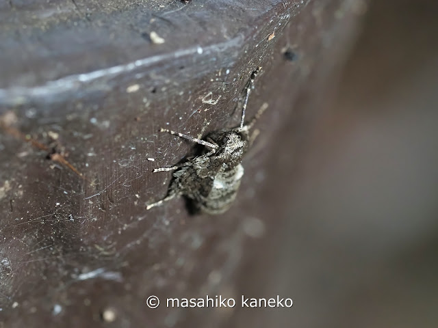 クロオビフユナミシャク♀