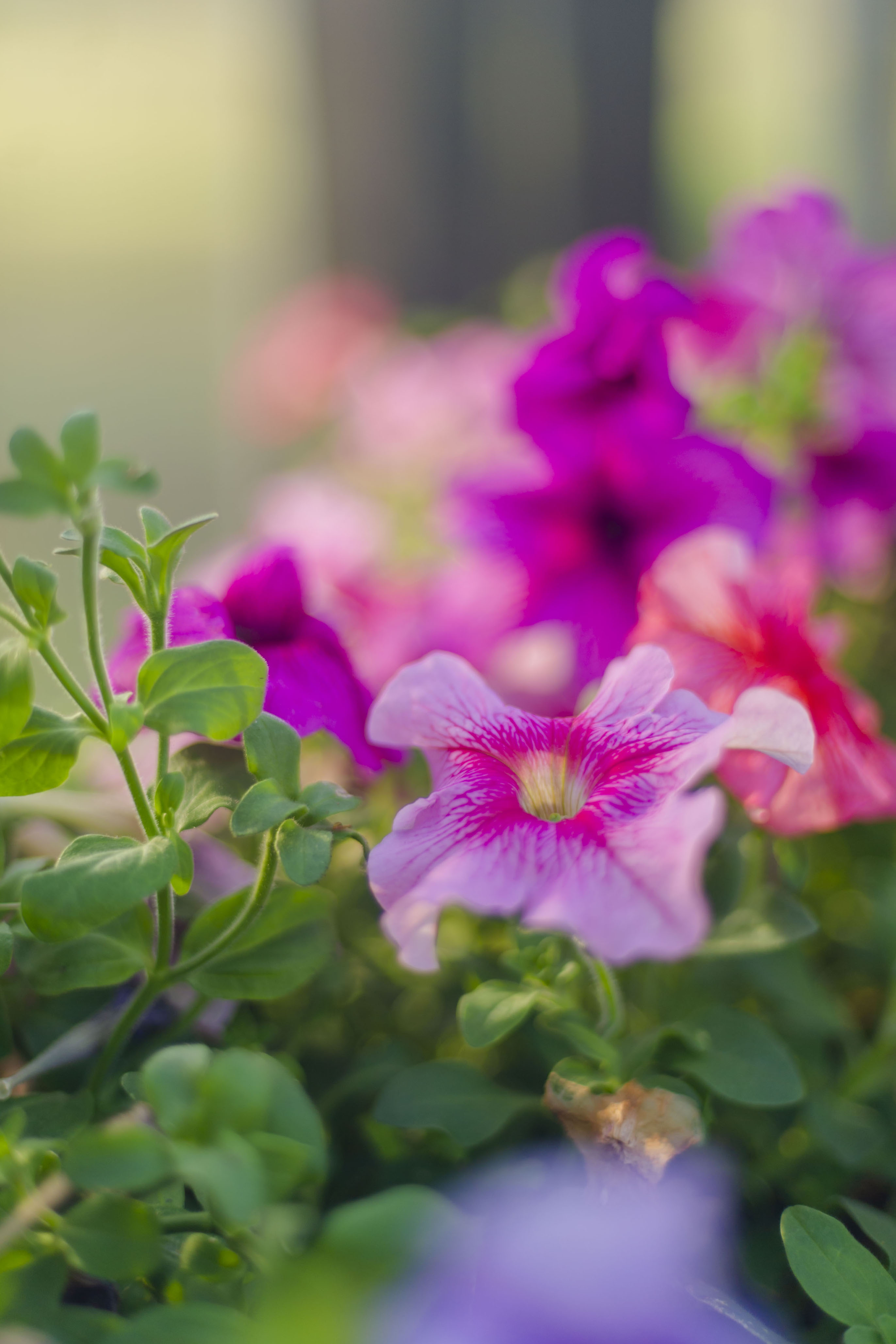 Petunias in the Greenhouse