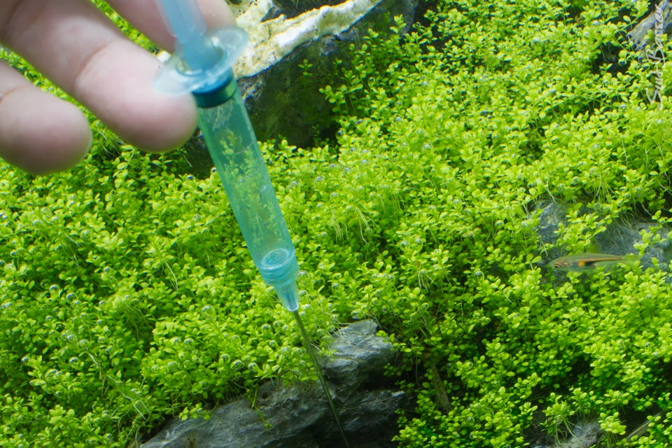 図解あり 藍藻駆除方法まとめ Nature Aquarium Fan