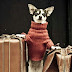 The Pros and Cons of traveling with Chihuahua