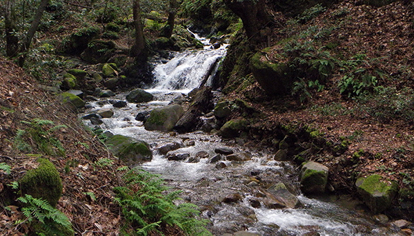 A small falls with significant water flow