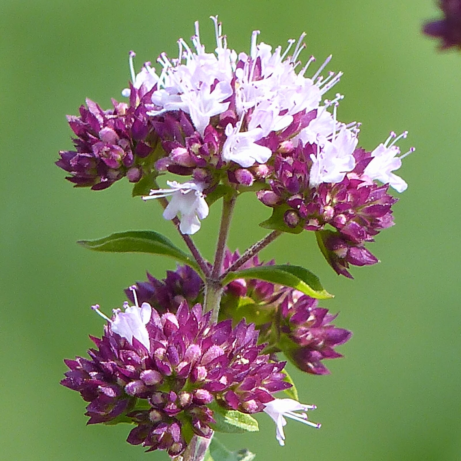 http://wild-flowers-of-europe.blogspot.nl/2014/10/origanum-vulgare.html