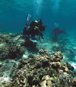 divers study diseased coral