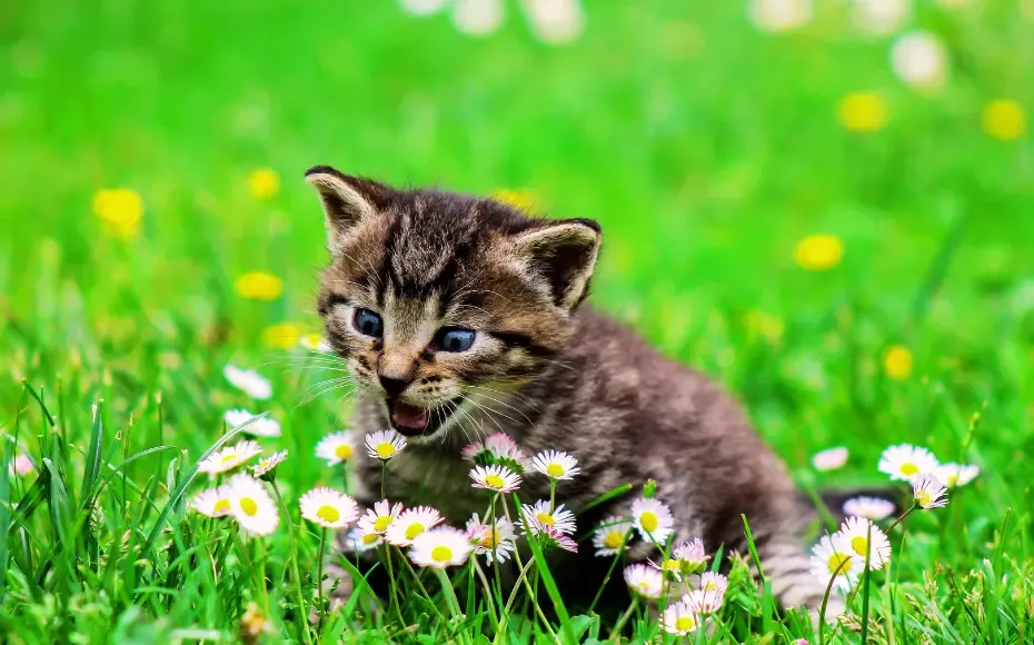 How To Understand Your Cat Behavioral Development, Aggression And Playfully Nature