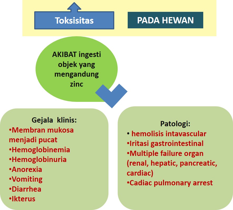 METABOLISME ZINC PADA  MANUSIA DAN  HEWAN ANJING KUCING 