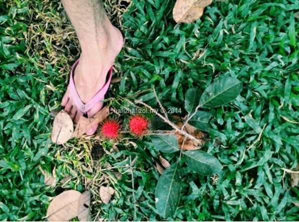 gambar kaki dan buah rambutan 