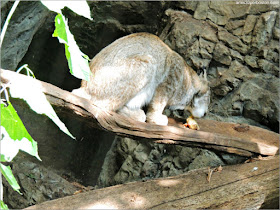 Bosque de Arce Laurentino del Biodôme: Lince Canadiense 