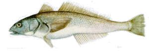 Róbalo patagónico Eleginops maclovinus