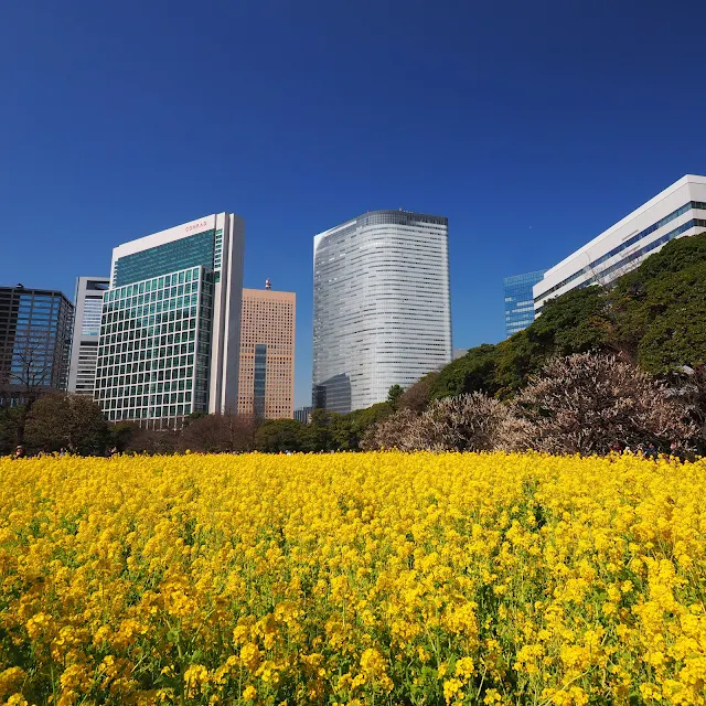 浜離宮　菜の花　梅