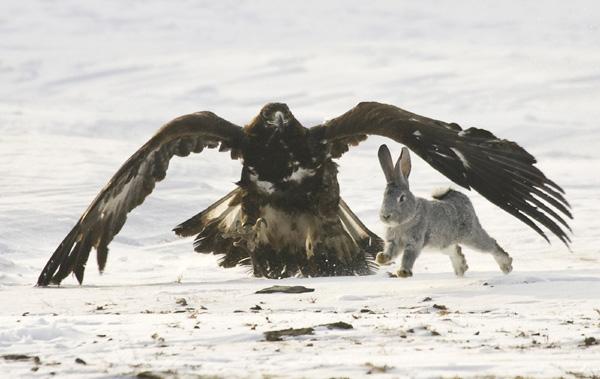 golden eagle hunting. the Golden eagle is one of