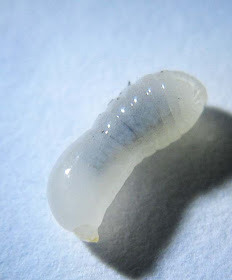 A larva of Oecophylla smaragdina at the peak of its growth