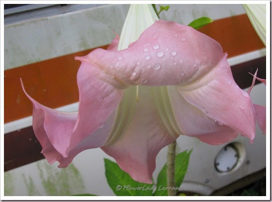 05-18-angel-trumpet4