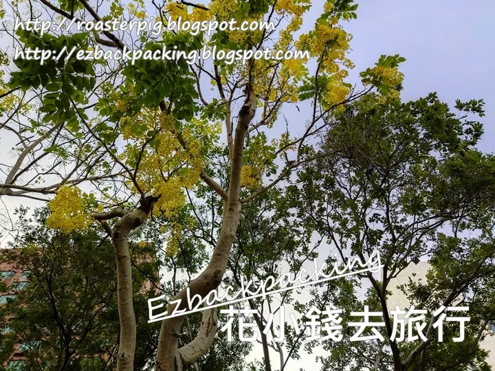 沙田公園黃金雨