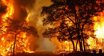 6 Kebakaran Hutan Terbesar Sepanjang Sejarah Dunia