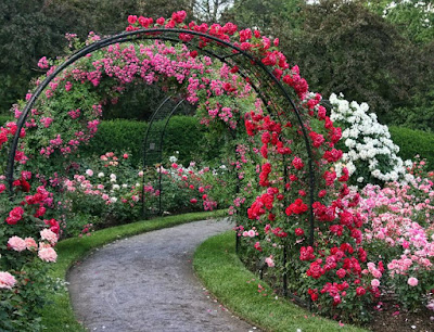 Dez entre dez preferem as rosas !  A rosa é uma das flores mais populares no mundo. Vem sendo cultivada pelo homem desde a Antiguidade, a primeira há 5.000 anos. Na sua forma selvagem, a flor é ainda mais antiga.  Celebrada ao longo dos séculos, a rosa, símbolo dos apaixonados, também marcou presença em eventos históricos importantes e decisivos. Fósseis dessas rosas datam de há 35 milhões de anos.