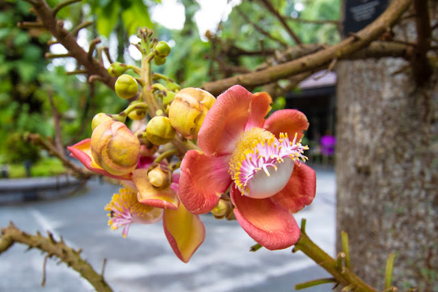 Botanic gardens-Singapore