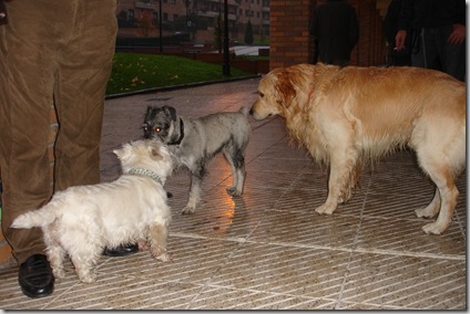 Teo, Duna y Otto