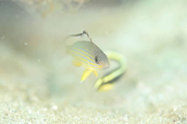 日高ダイビング-ニコン-マクロ-水中写真-diving-underwater-photography-nikon-d810-105mm-f2.8-macro