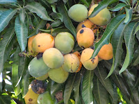 Resultado de imagen para fruto del mango de puerco