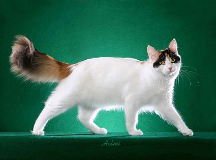 Cat Breeds, Treatments Turkish Angora ,Cat Pretty