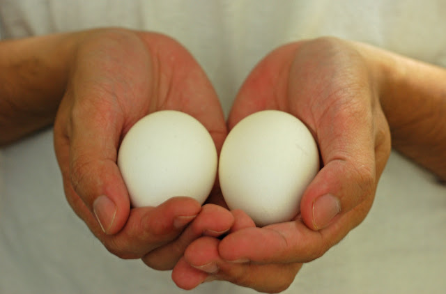 Egg Nutritional Benefits