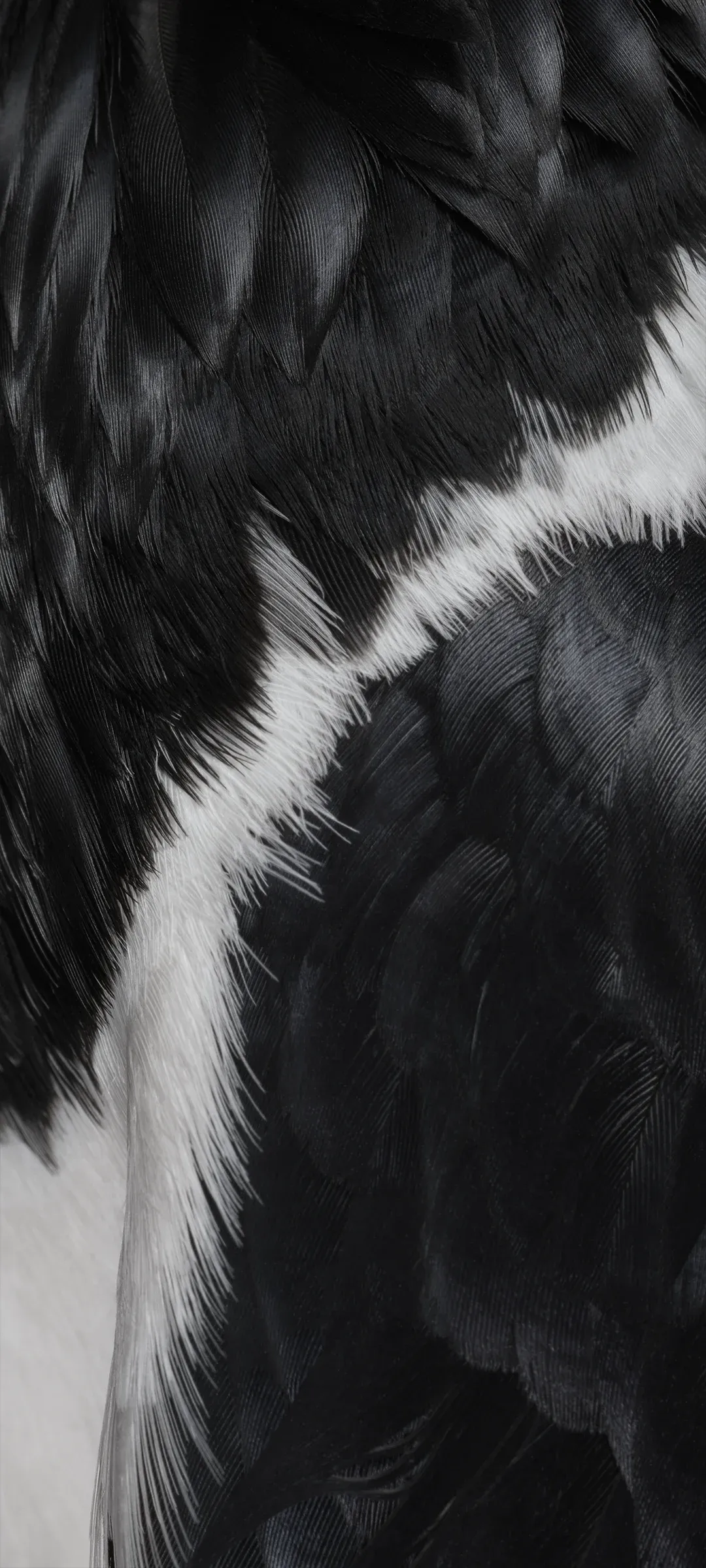 Pied crow (Light)
