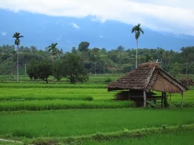  Pemandangan  Alam  Foto Pemandangan  Sawah dan Pegunungan