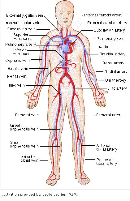 heart diagram quiz. Blank Heart Diagram Blood