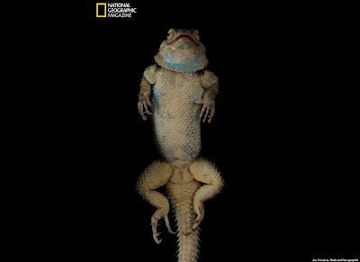 Captures Animals, National Geographic Photographer Joel Sartore