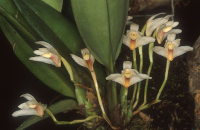 Maxillaria confusa - Confounded Maxillaria care