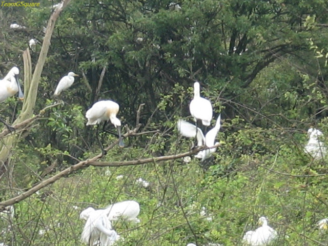 Eurasian Spoonbill at Gudavi Bird Sanctuary Shimoga