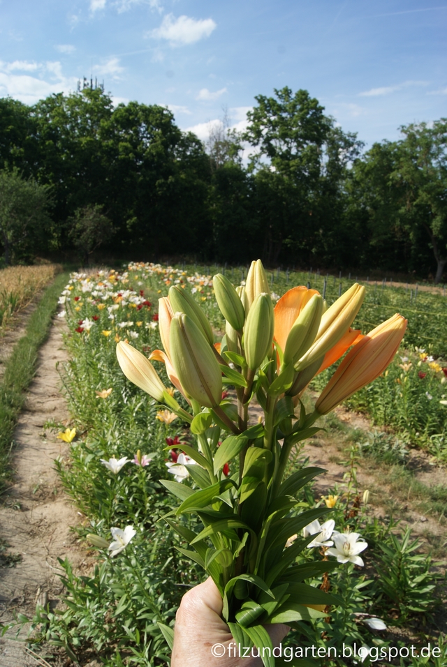 Lilien schneiden, wenn die Knospen noch nicht aufgeblüht sind