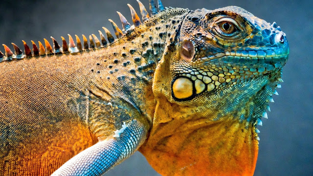 Amazing Iguana HD Wallpaper