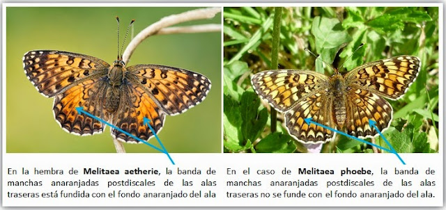 Comparativa Melitaea phoebe y Melitaea aetherie