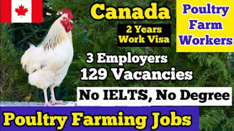 Poultry Farm Jobs In Canada 2023