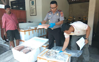  Smuggling of Frozen Meat into Bali was foiled  