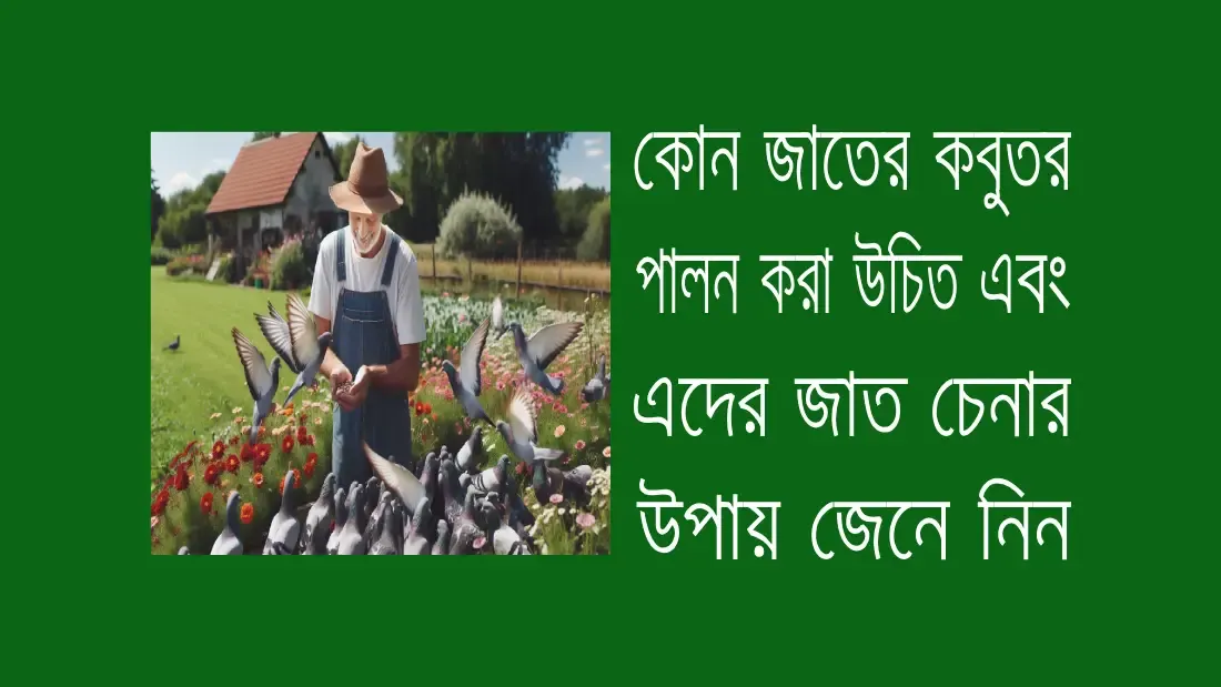 কবুতর -পালন- পদ্ধতির- উপায় -ও -নিয়ম -জেনে -নিন